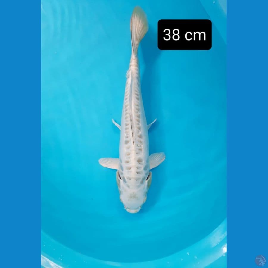 Mukasi 38 cm