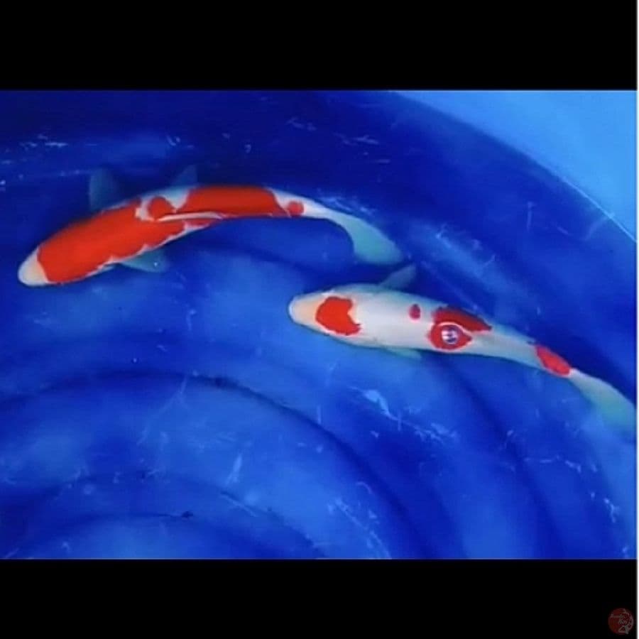 2e , Kohaku