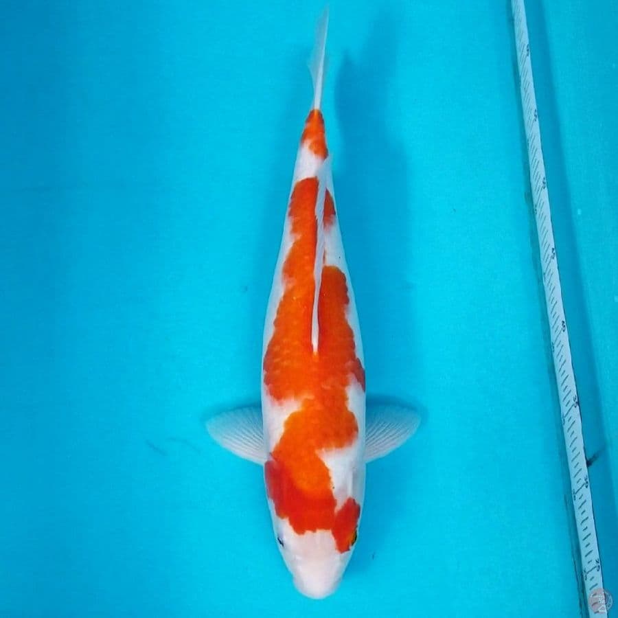 KOHAKU 41 CM
