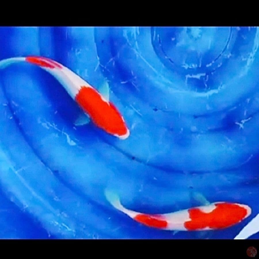 2e , kohaku