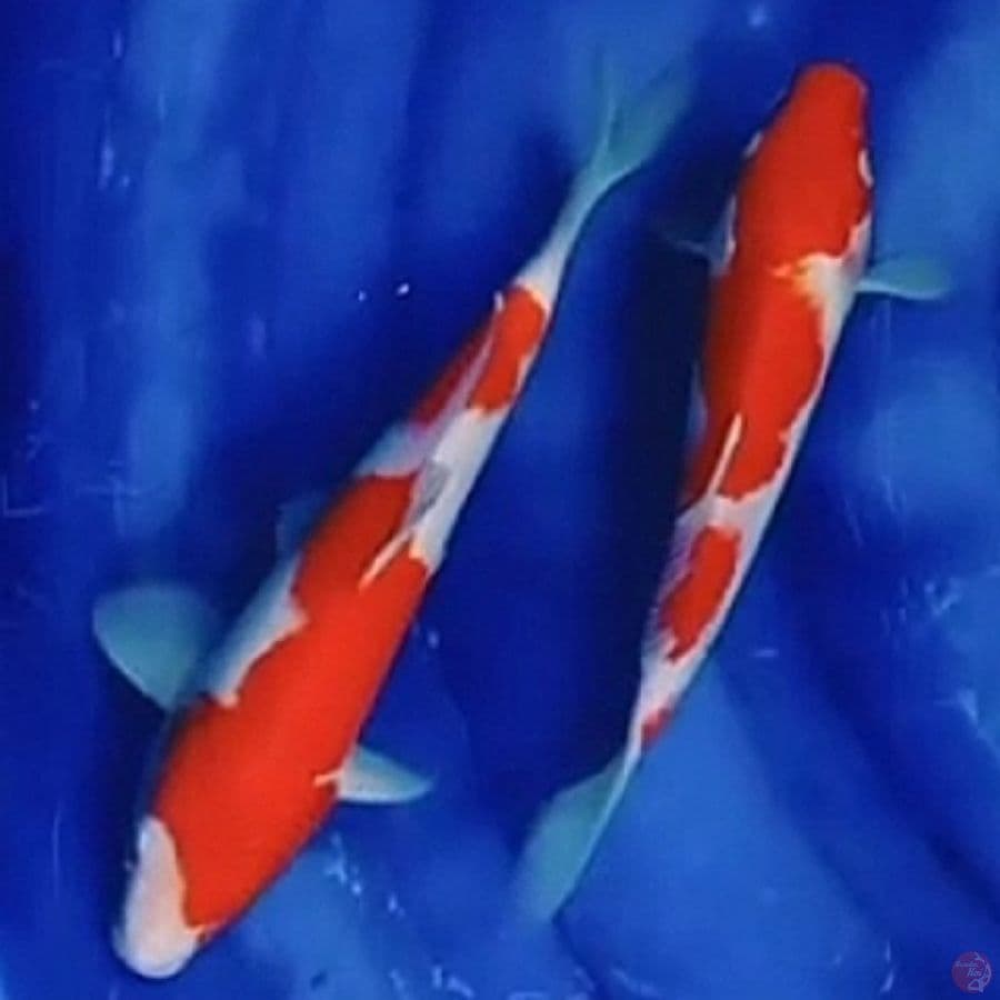 2e , Kohaku