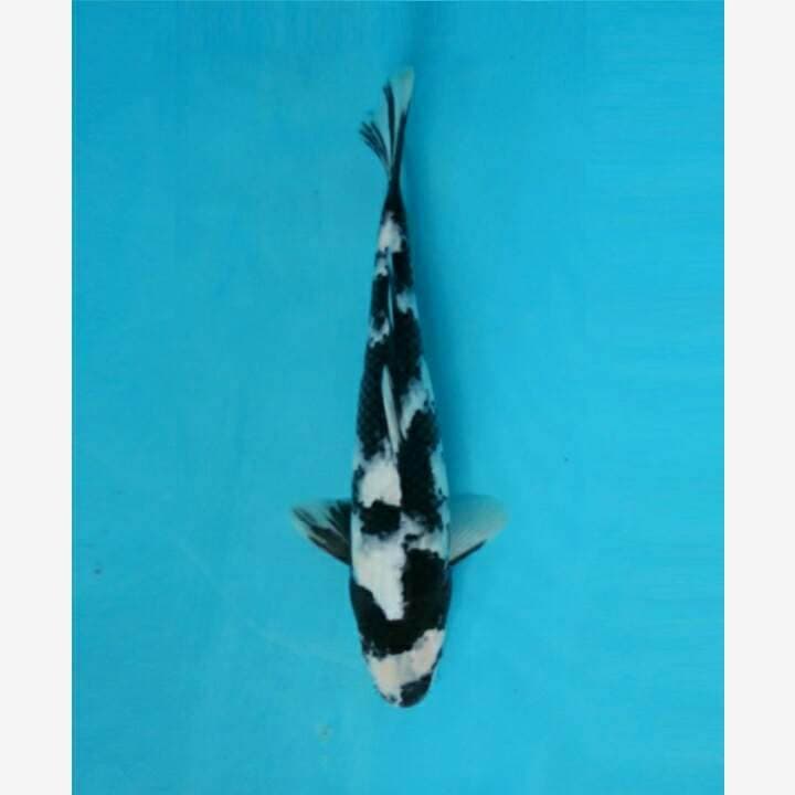 GOTEN SAKURA KOHAKU F1 CALON JUMBO