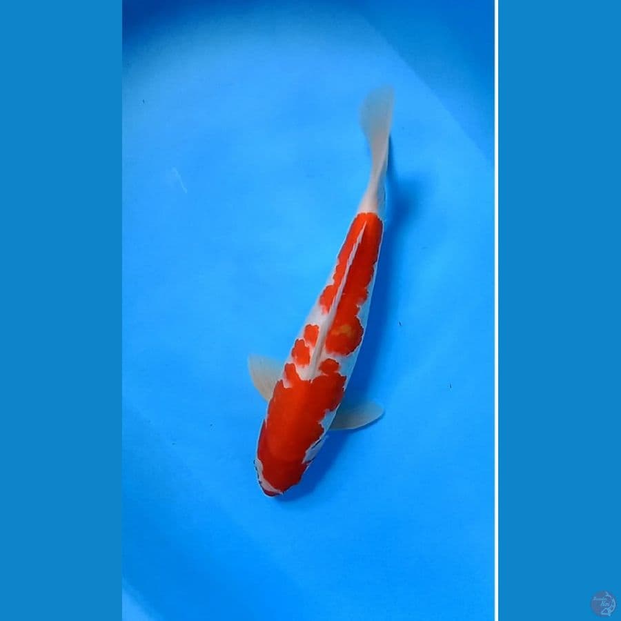 kohaku