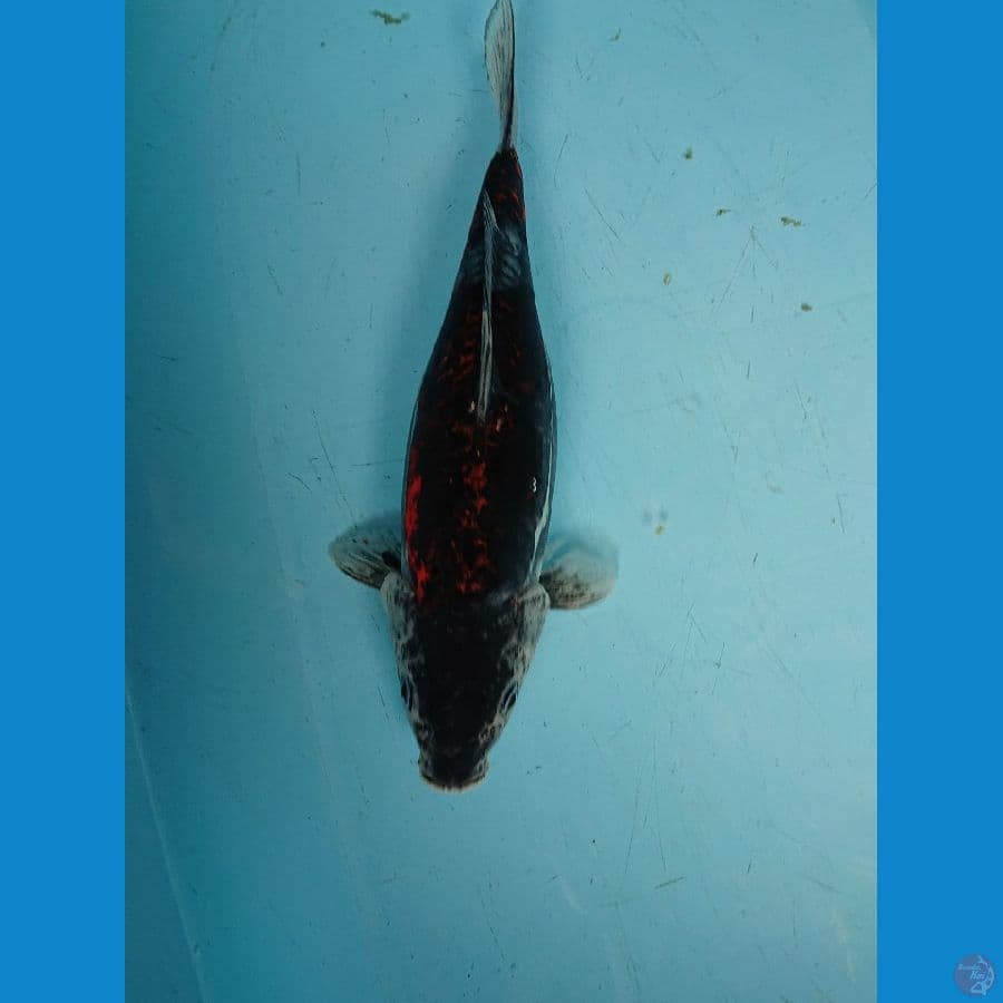 BENIKIKO 35 cm