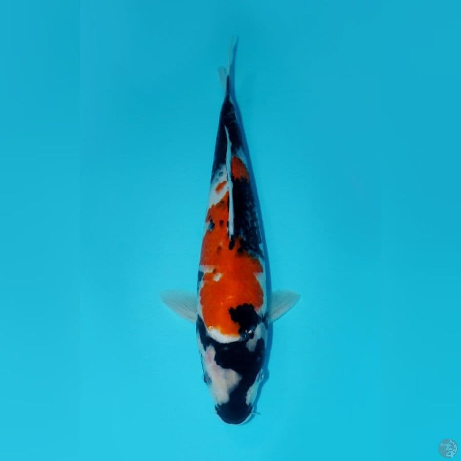 KINDAI SHOWA, 26CM