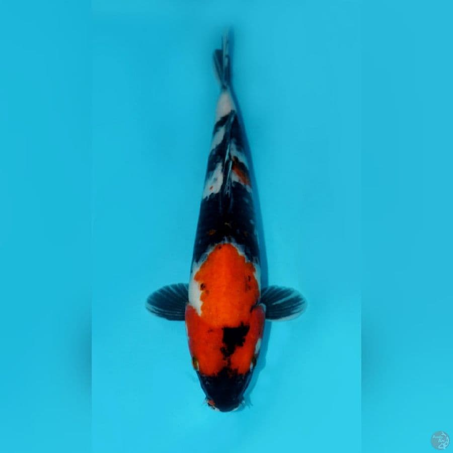 SHOWA NIDAN, 30CM