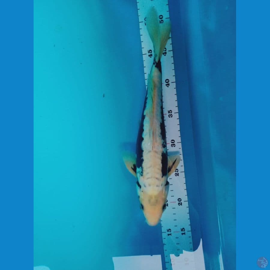 kumonryu istemewa 33 cm male