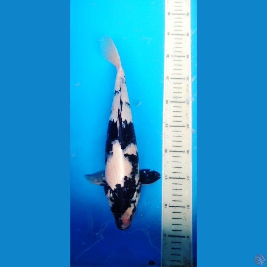 shiro 35 cm