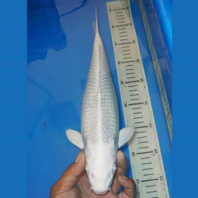 PLATINUM SALJU