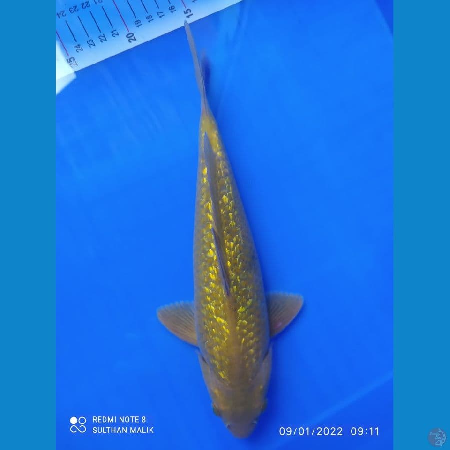 Midori Ginrin 30cm munuk