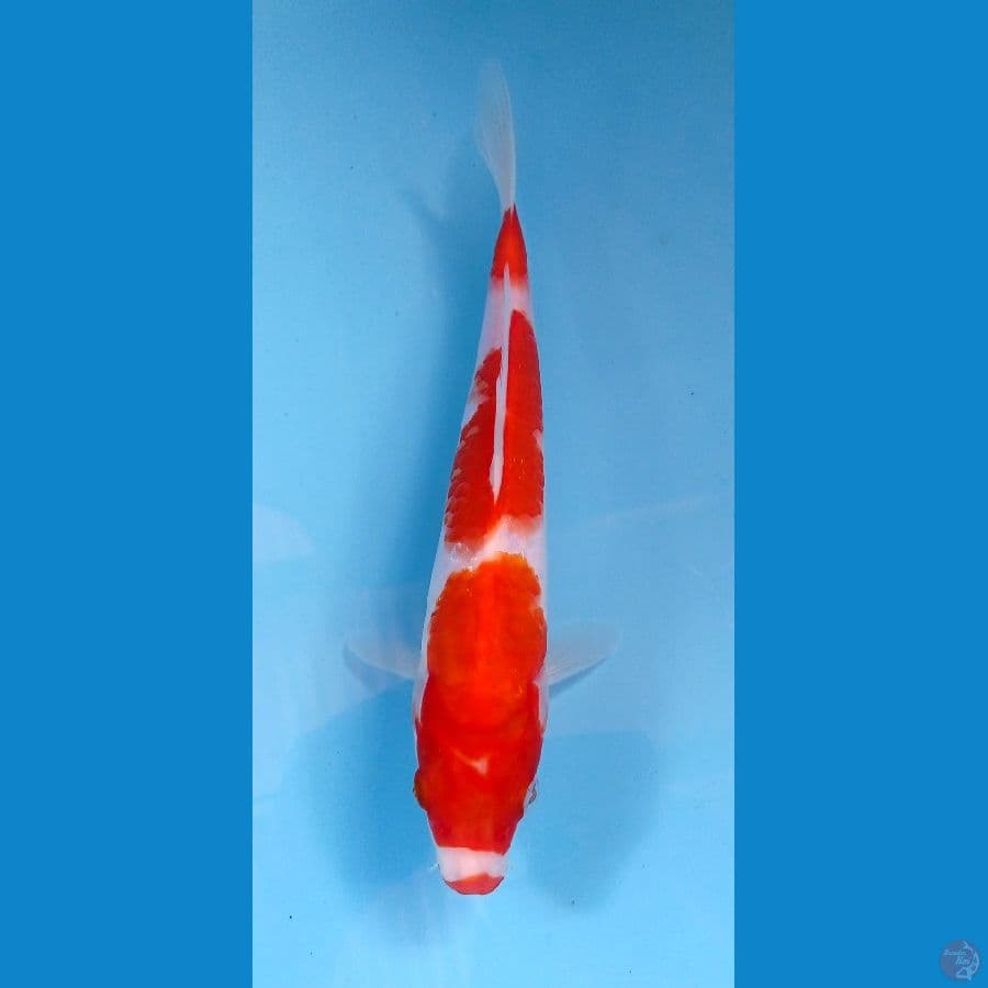 kohaku 25cm