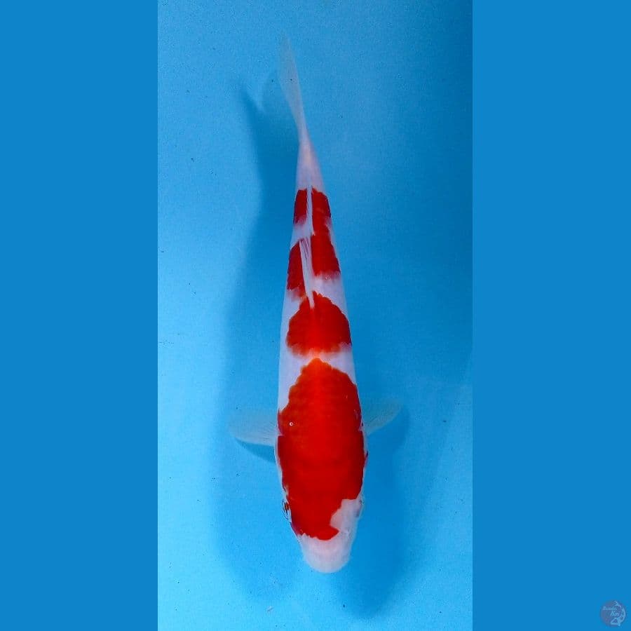 kohaku 25cm