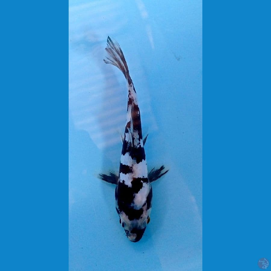 shiro doitsu 15cm