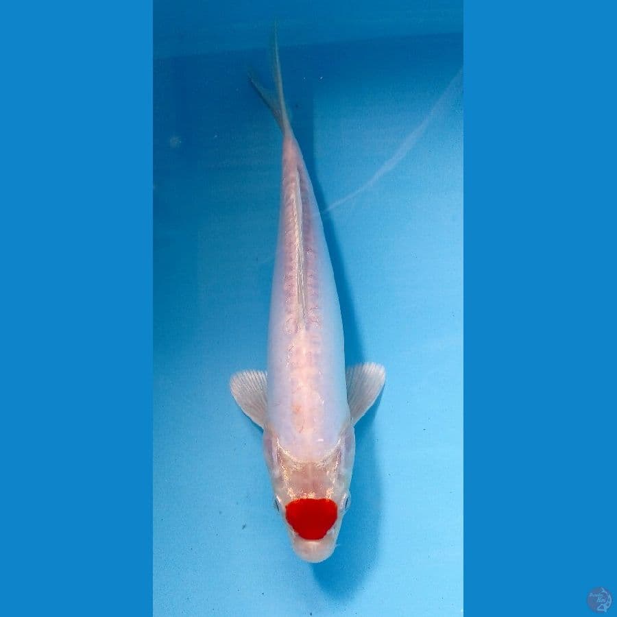tancho kikushui25cm