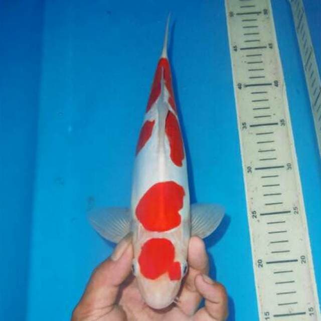 YONDAN KOHAKU