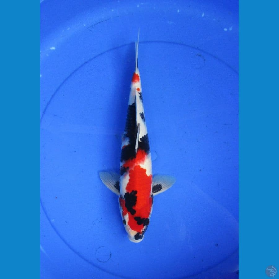 kindai showa ±32cm jantan