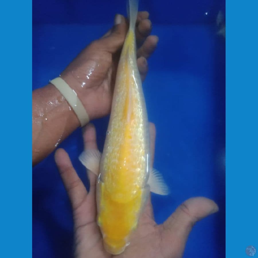 Karashi 28cm