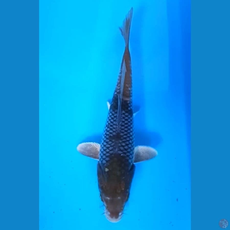 OCHIBA 20 Cm