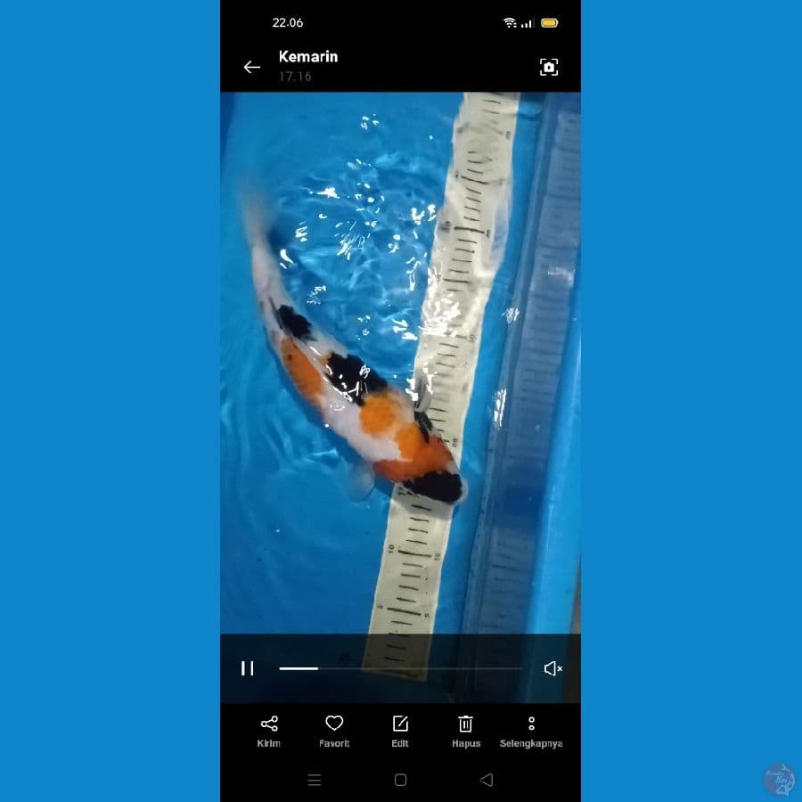 showa 35 cm