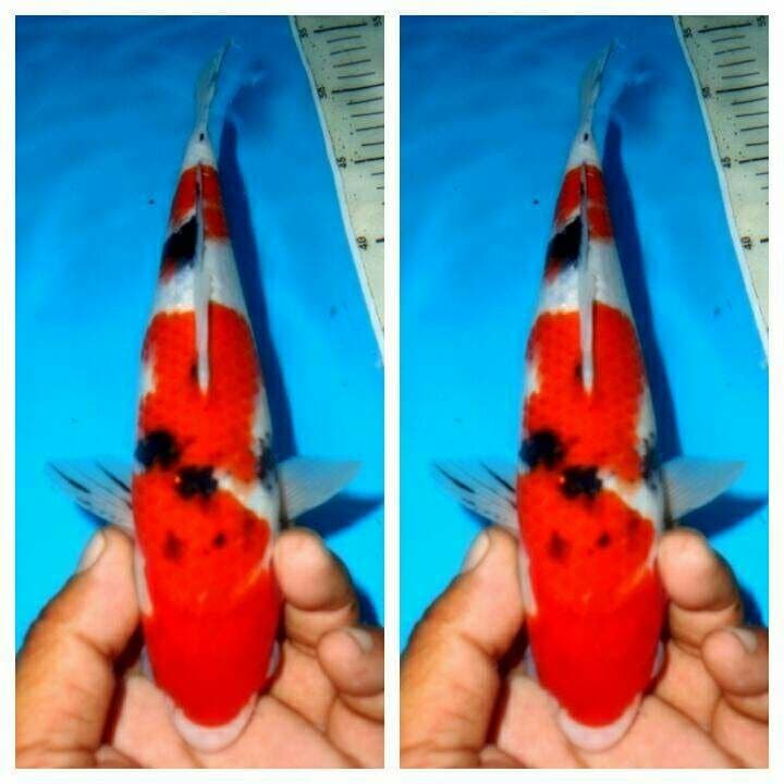Baby taisho sanke