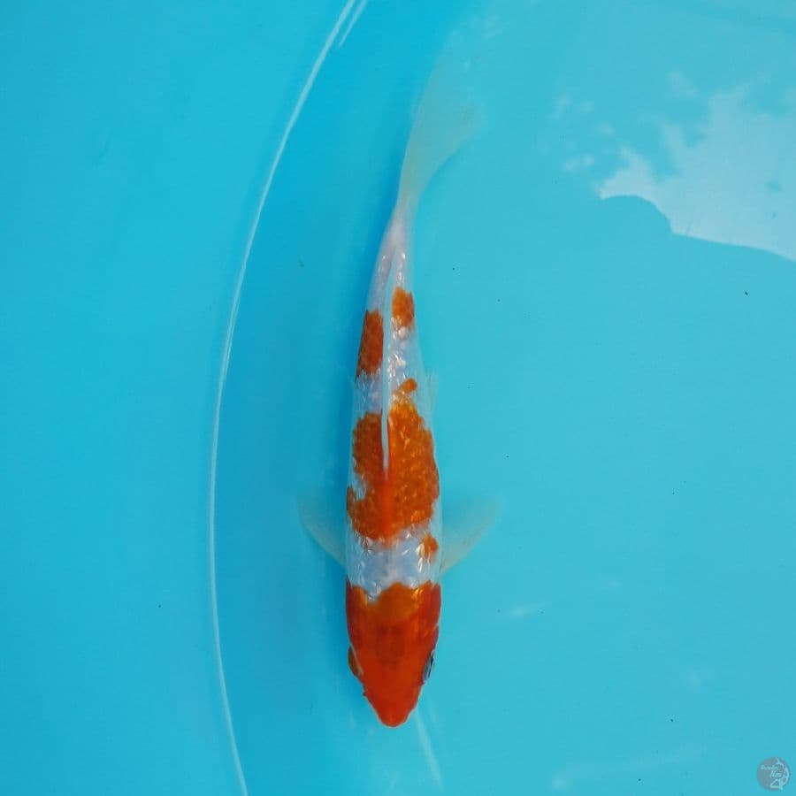Ai Goromo Ginrin 20cm