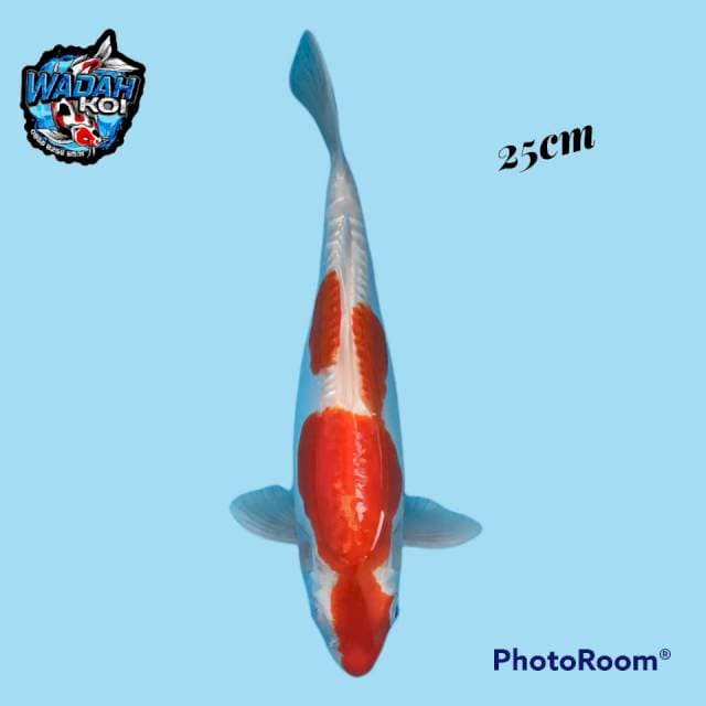 Kohaku Doitsu 25cm
