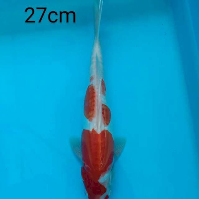Kohaku Doitsu