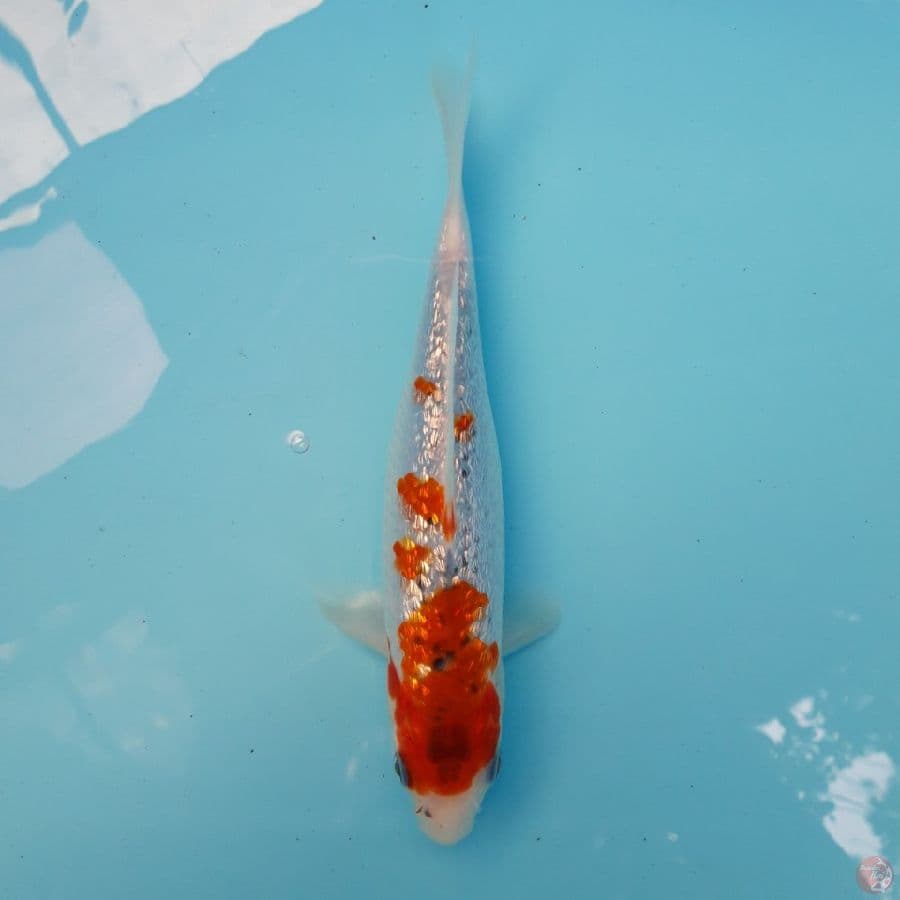 Ai Goromo Ginrin 20cm
