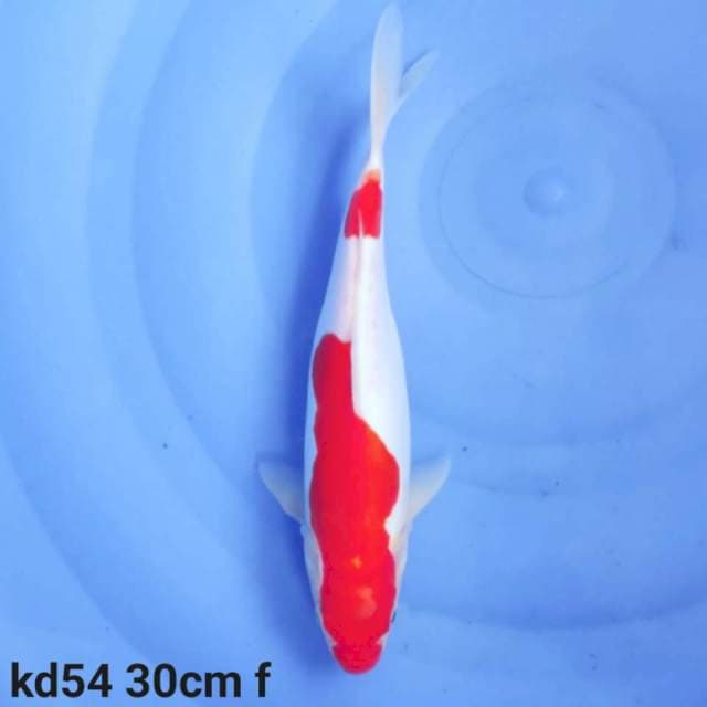 doitsu kohaku