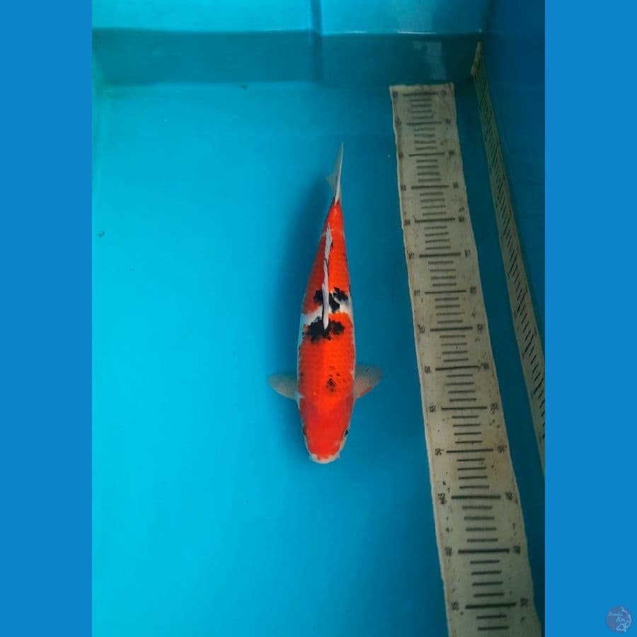 F1. Taisho sanke 36cm / M