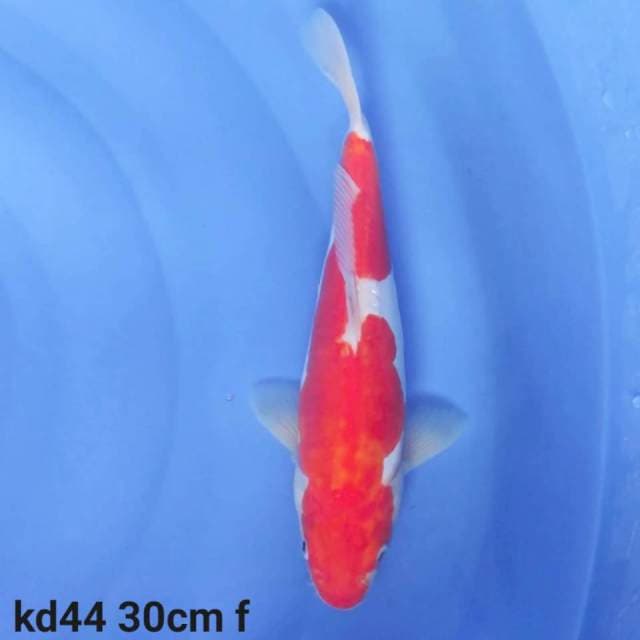 doitsu kohaku