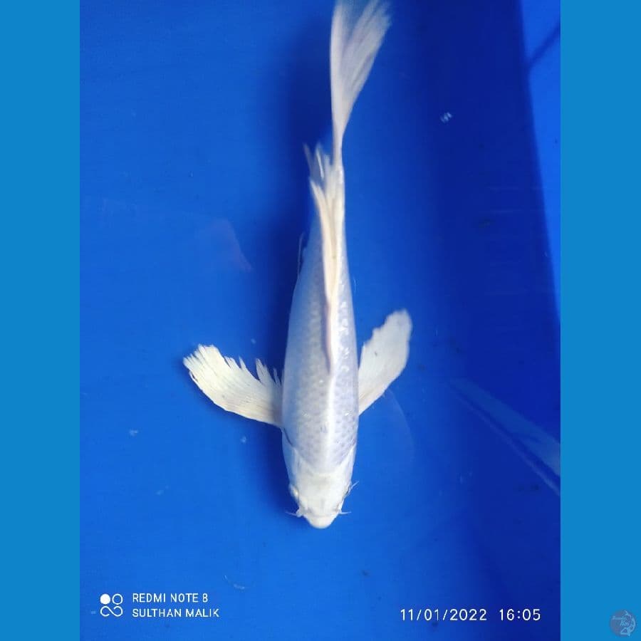 kumpai platinum ginrin 30 cm
