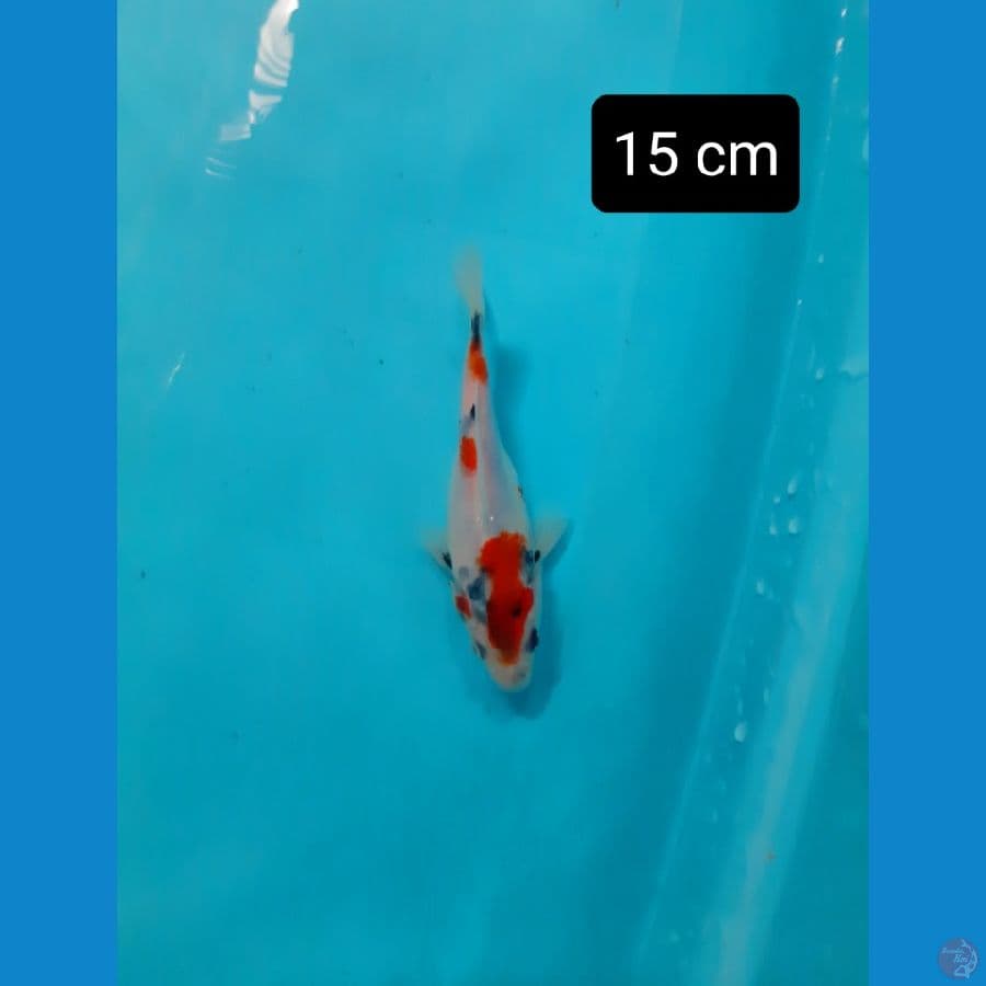 tamasaba 15 cm
