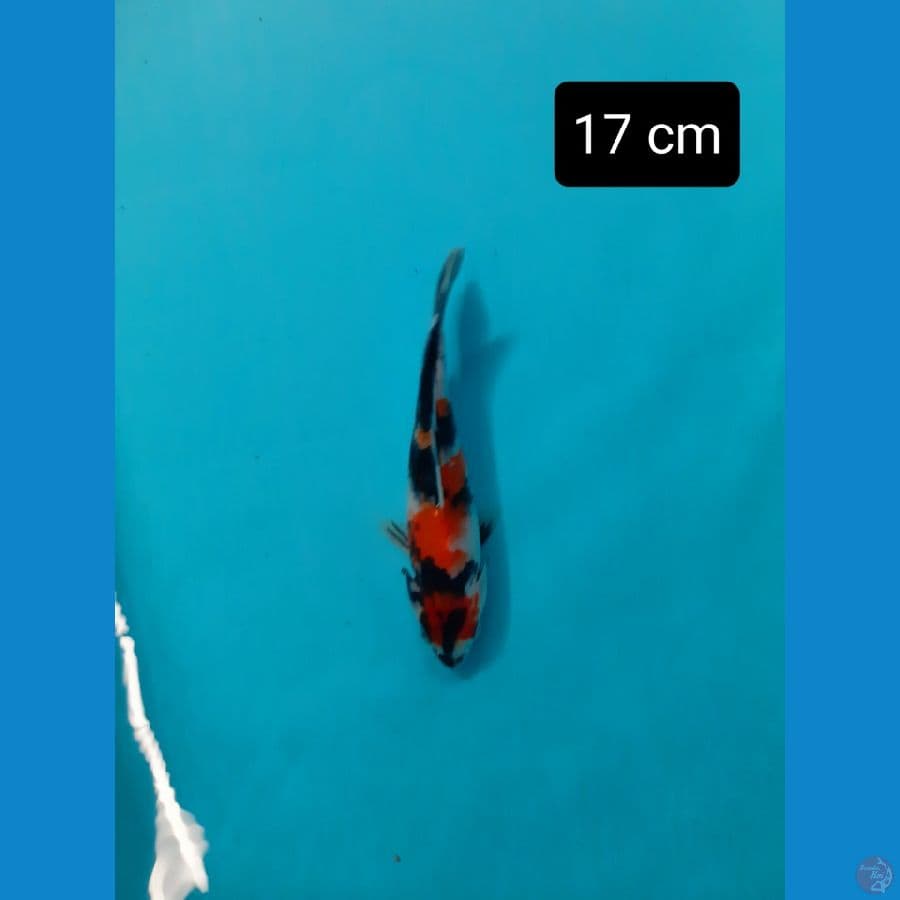 maruten showa 17 cm