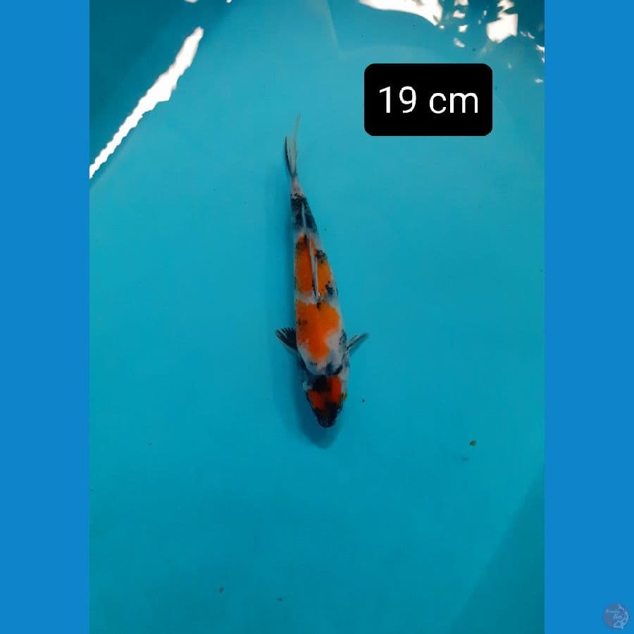 maruten showa 19 cm