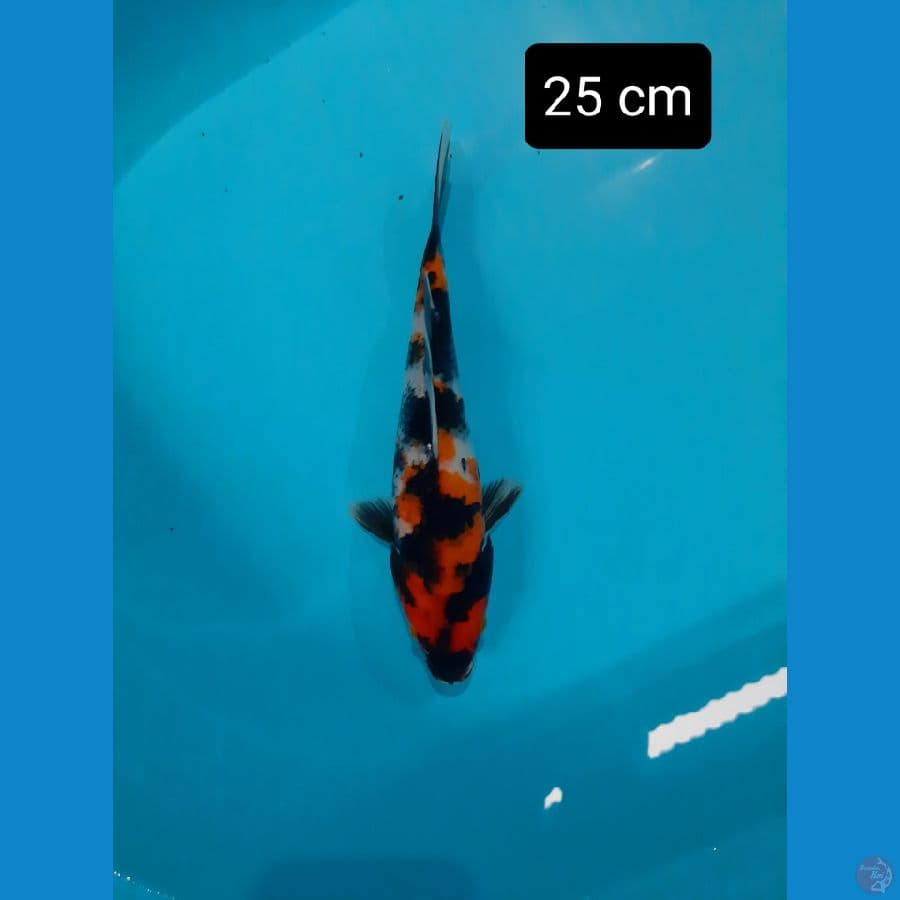 showa 25 cm