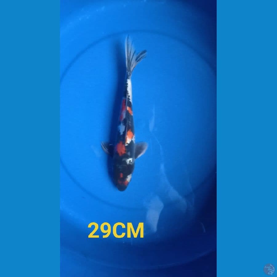 ahowa doit 29cm