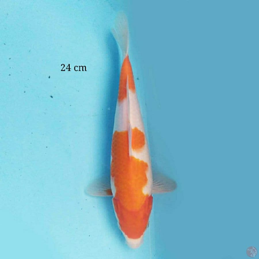 Kohaku 24 cm