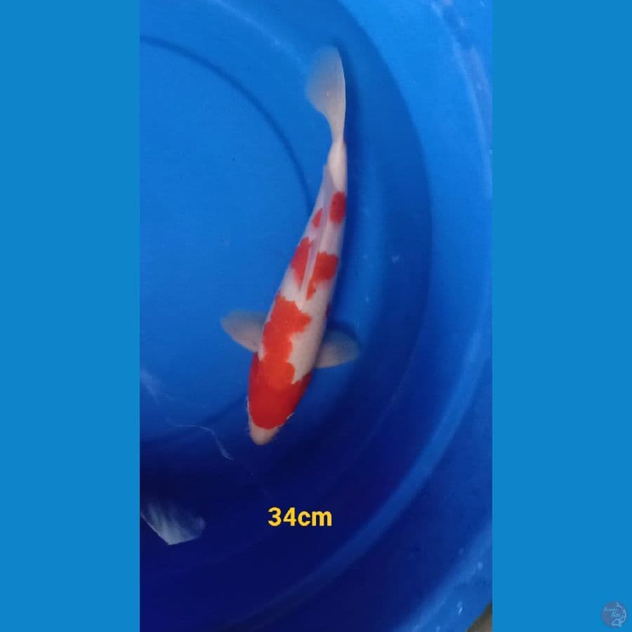 kohakhu Quality 34