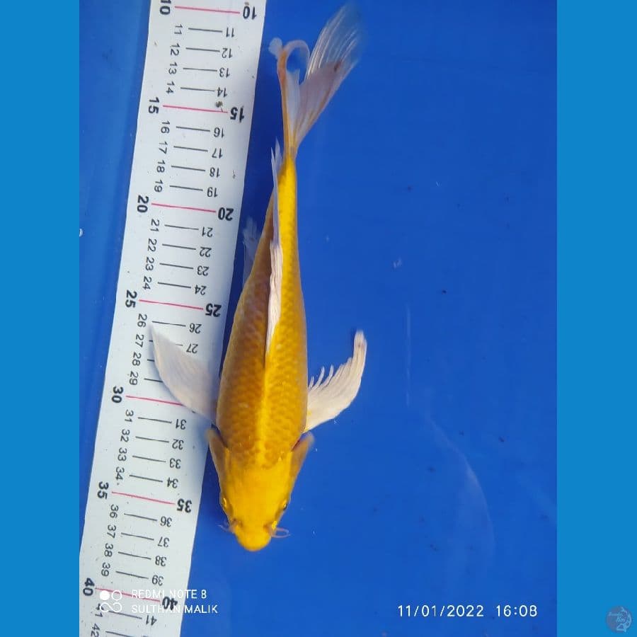 kumpai ogon 27 cm