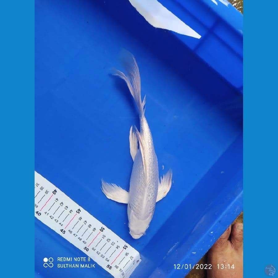 kumpy platinum ginrin 30 cm