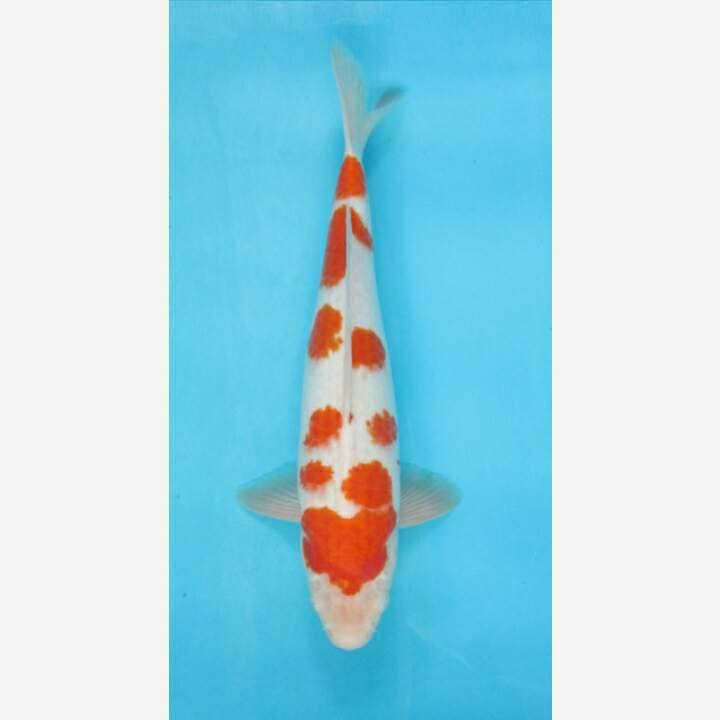 GOTEN SAKURA KOHAKU F1 CALON JUMBO
