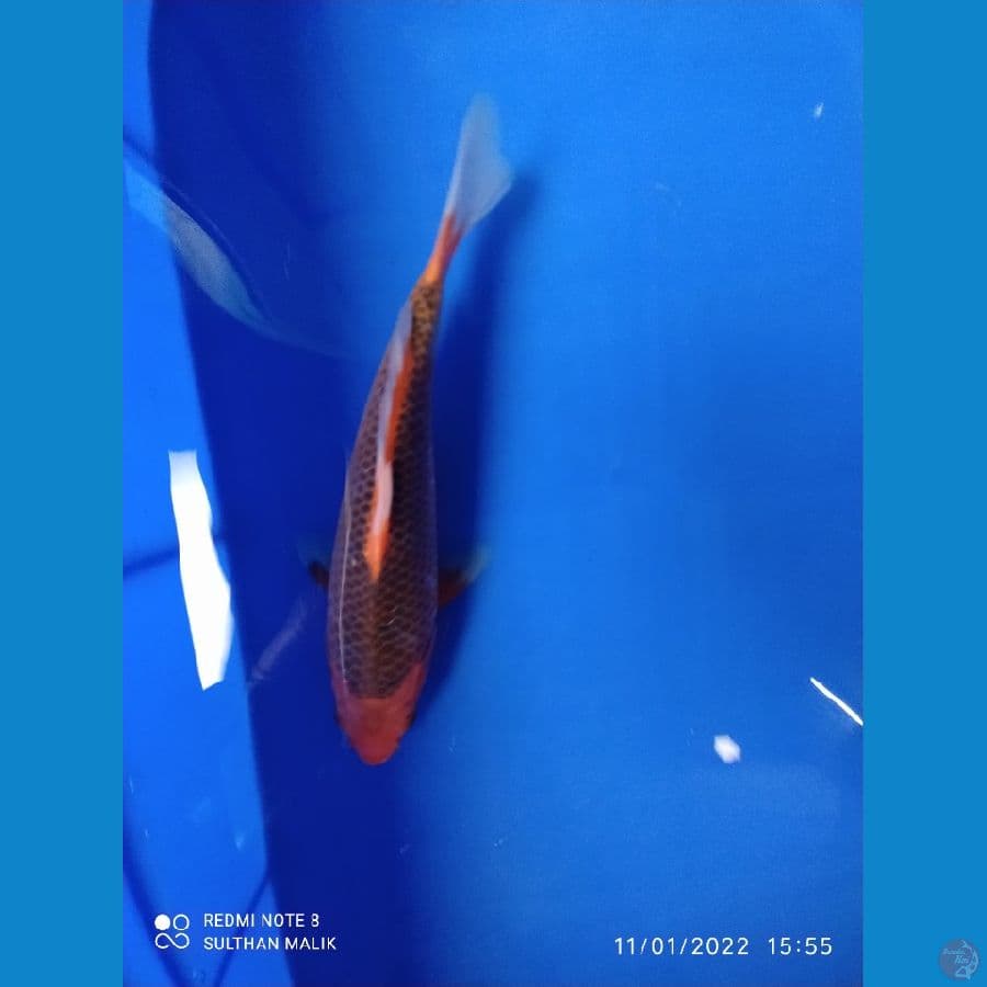 akamatsuba 25 cm