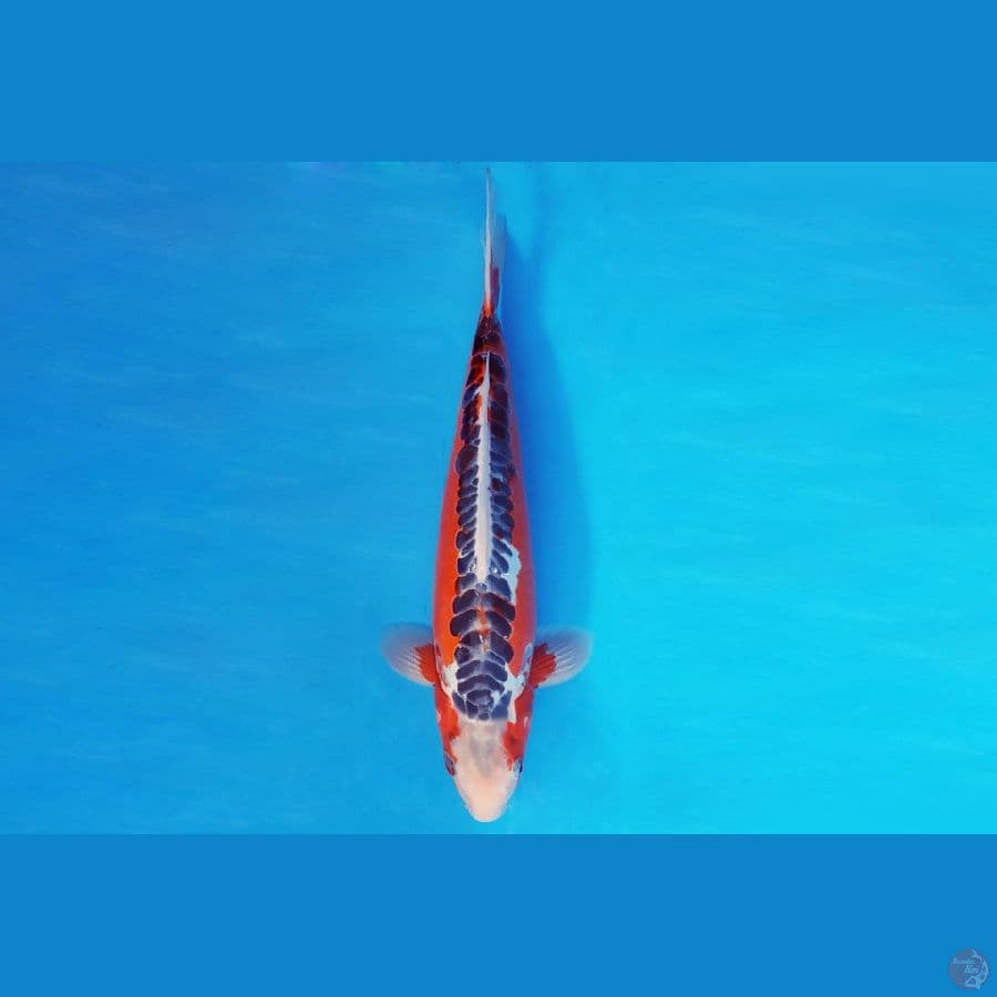 MAGOI 8 - HANA SHUSUI 34 cm/male ®