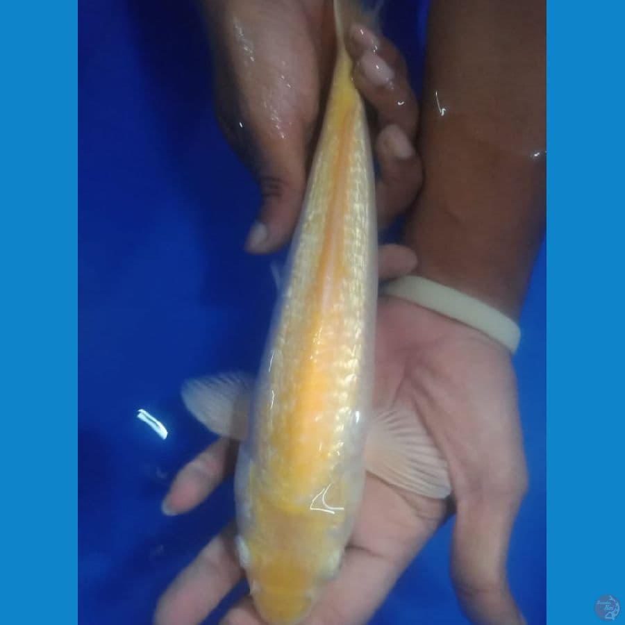 Karashi Ginrin 27cm