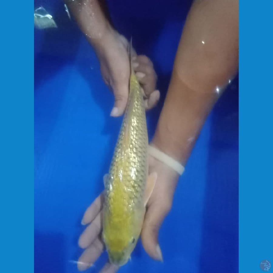 Midori 28cm