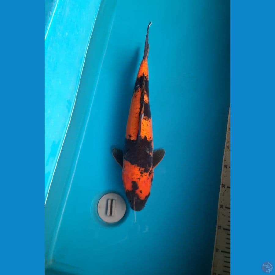 Hiu aragoke 46cm Female