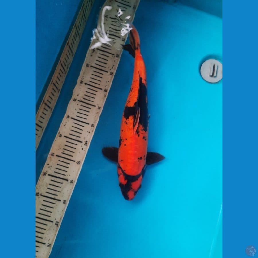 Hiu Doitsu 42cm Male