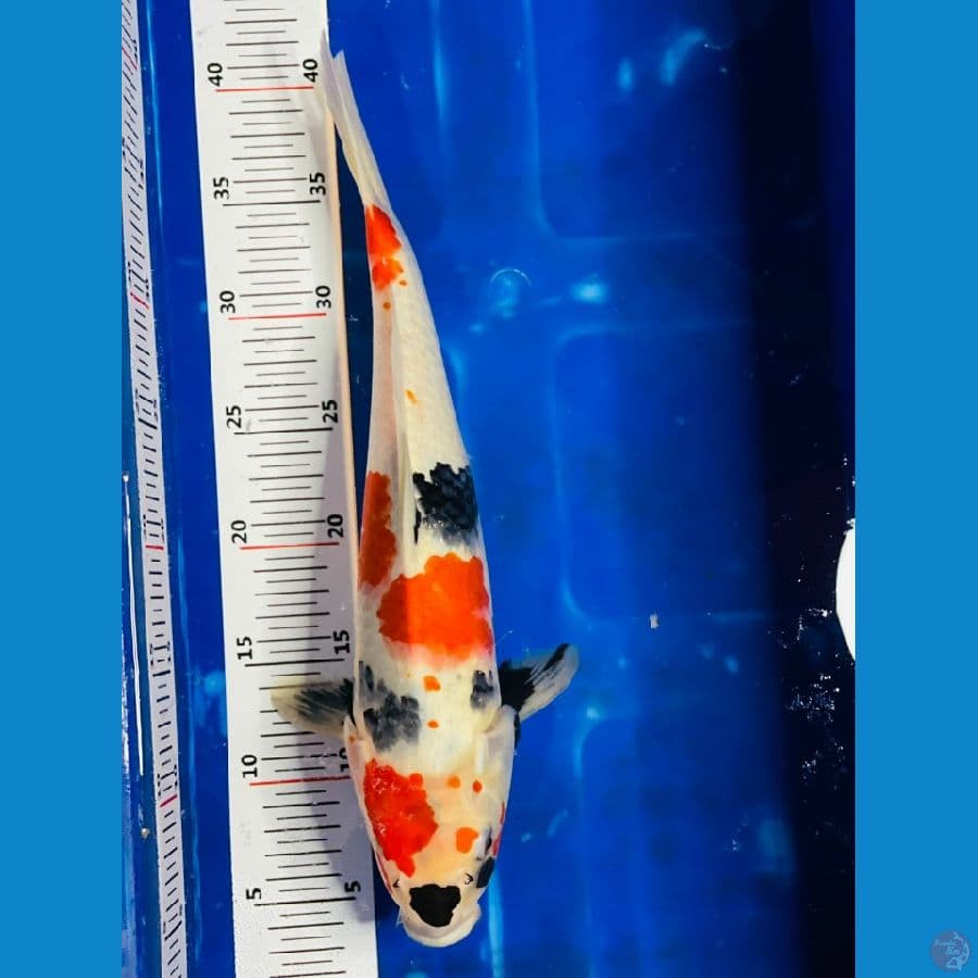 showa 35cm