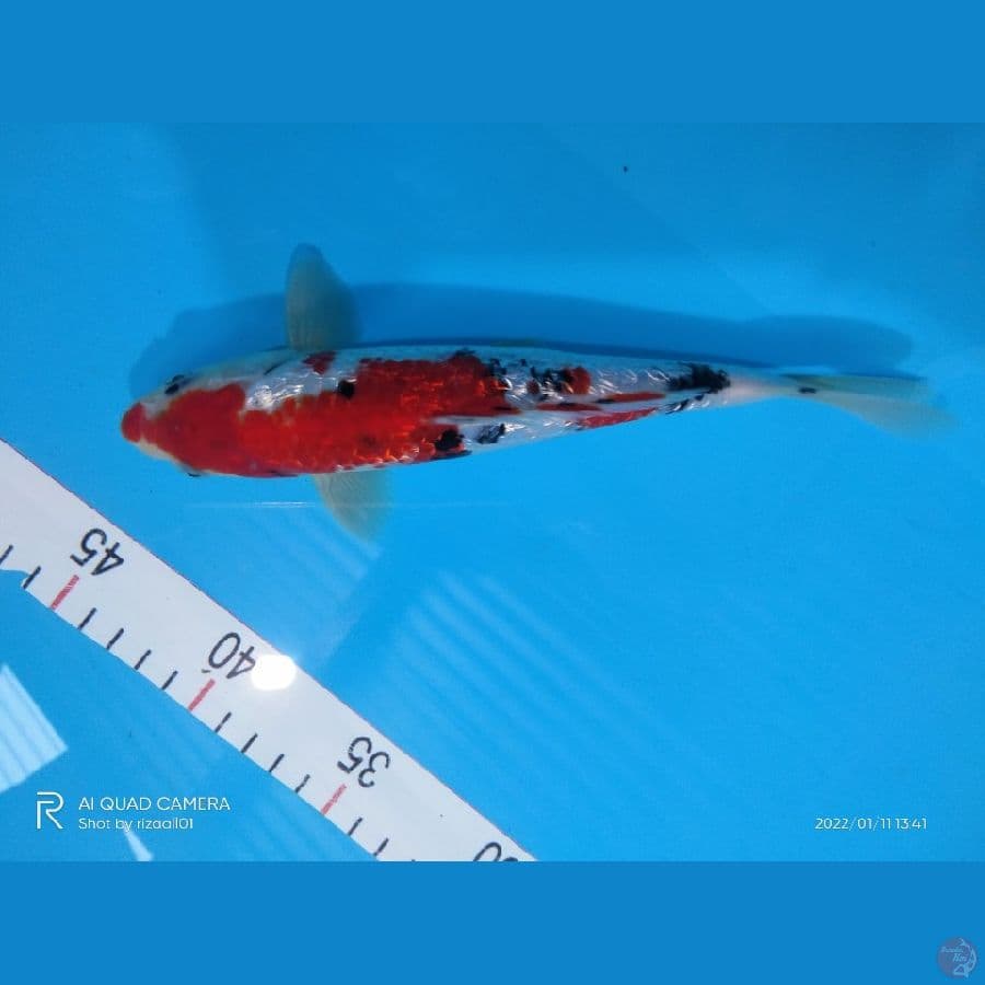 shanke ginrin 21 cm